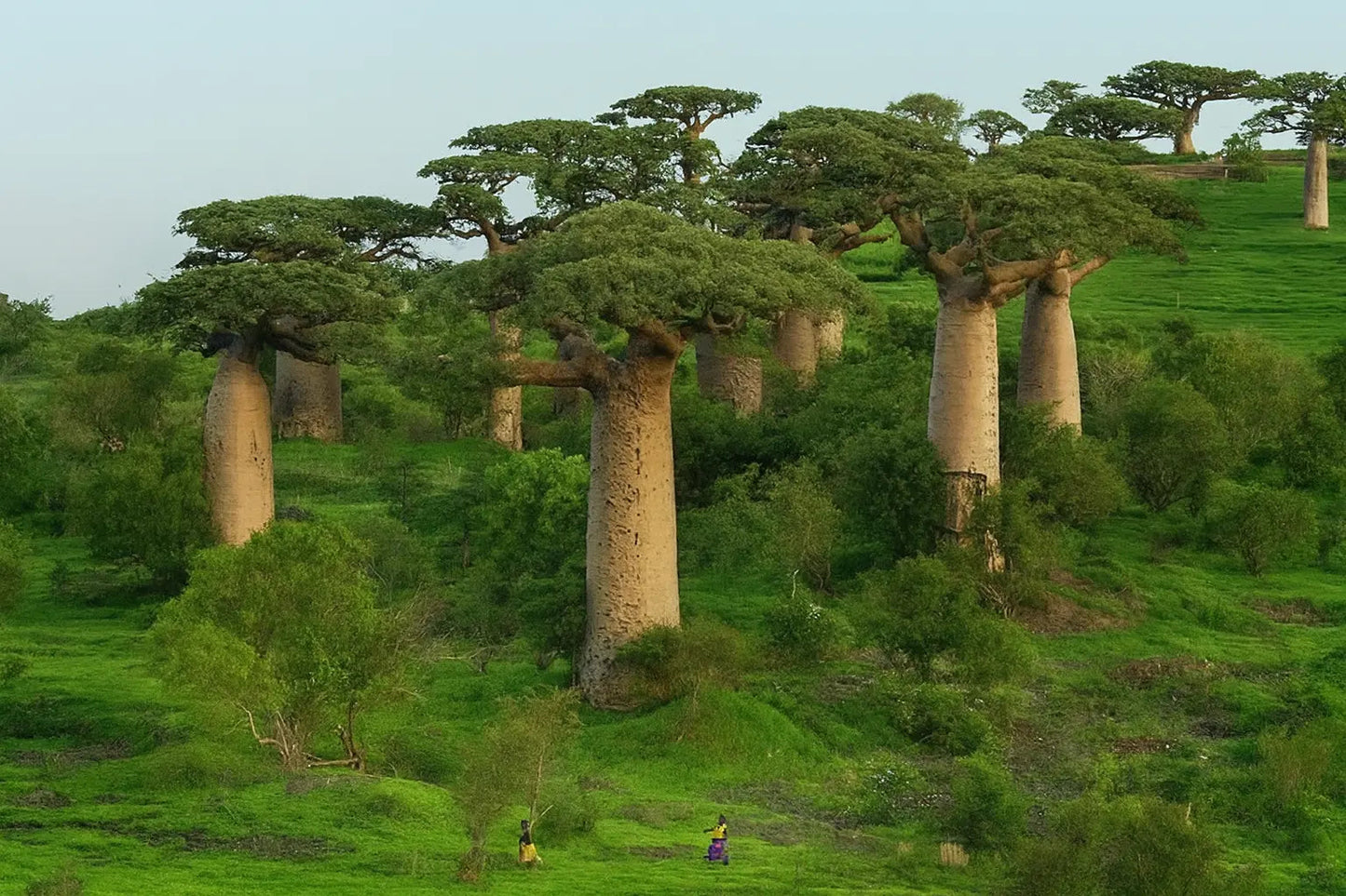 Baobab Pulver – echtes Superfood aus Wildwuchs - Imanitu