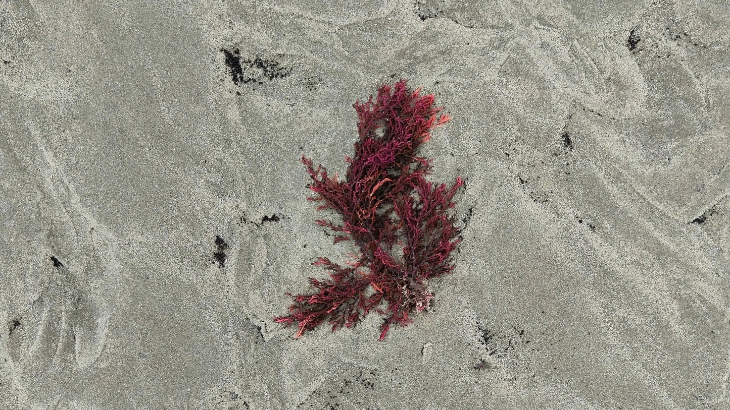 Sea Moss, Irish Moss, African Sea Moss – was ist der Unterschied?