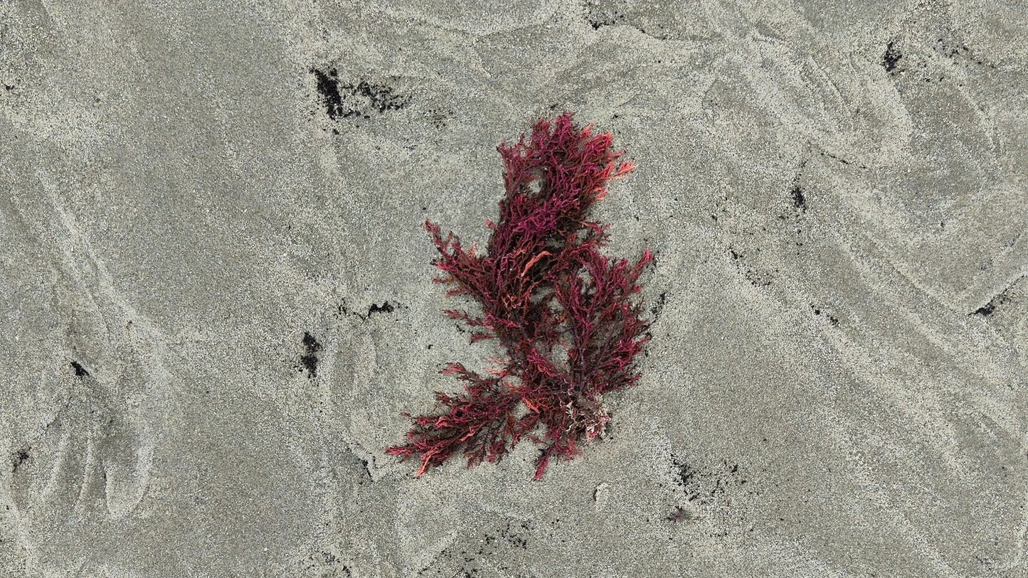 Sea Moss, Irish Moss, African Sea Moss – was ist der Unterschied?