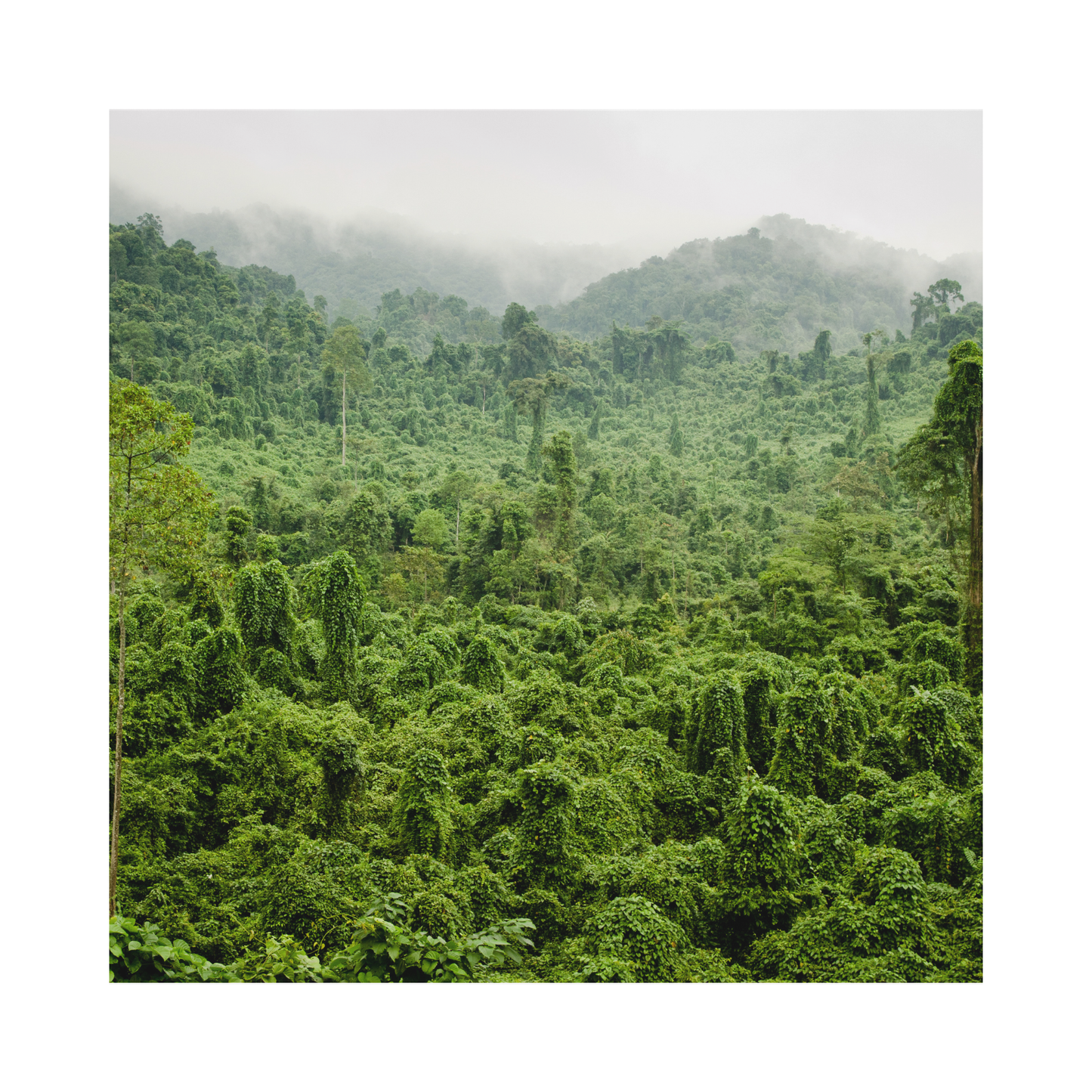 Ganze Pflanzen - Imanitu steht für echte Superfoods statt isolierter Vitamine. - Imanitu