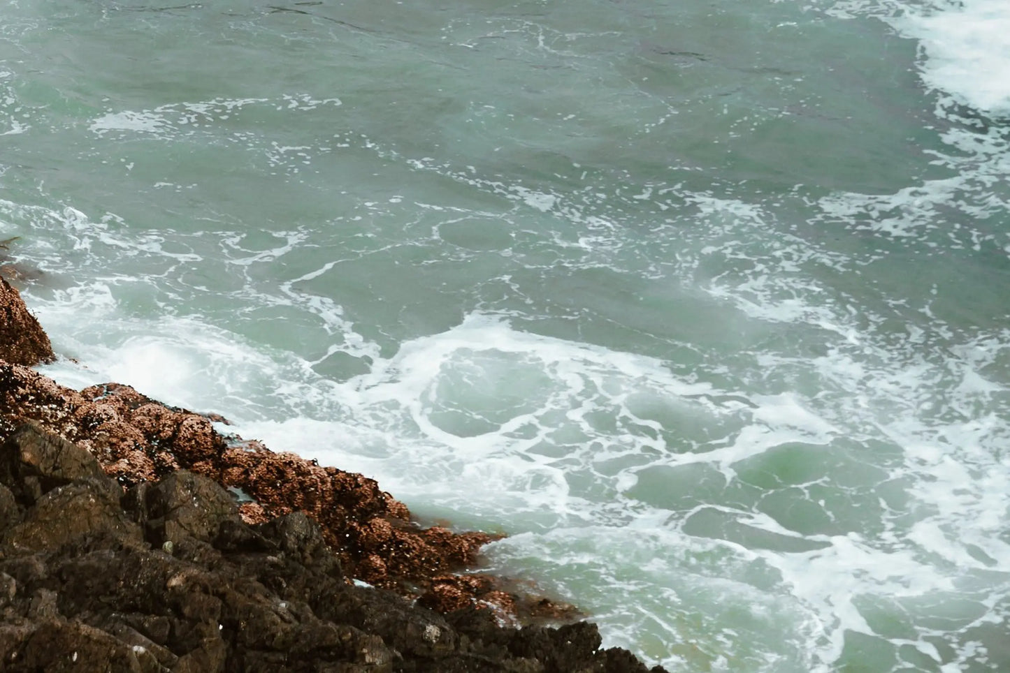 Was steckt wirklich im African Sea Moss? Mineralien, Vitamine und was die Forschung sagt